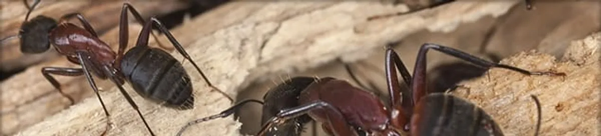 Close-up of ants on wood showing an active ant infestation in Long Beach, CA