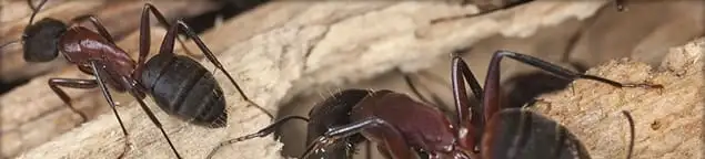 Close-up of ants on wood showing an active ant infestation in Long Beach, CA