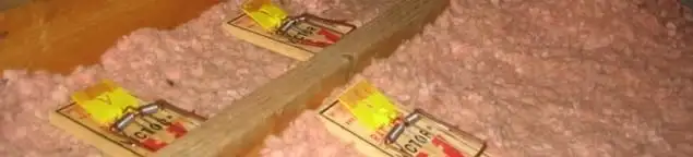 Mouse traps placed in an attic for rodent control in Long Beach, CA