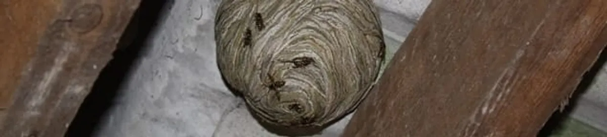 Wasp nest in an attic space, a common home infestation risk in Long Beach, CA