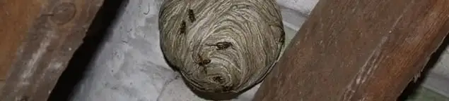 Wasp nest in an attic space, a common home infestation risk in Long Beach, CA