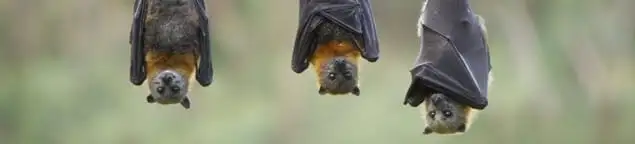 Bats roosting together, a common sign of a bat infestation in Long Beach, CA