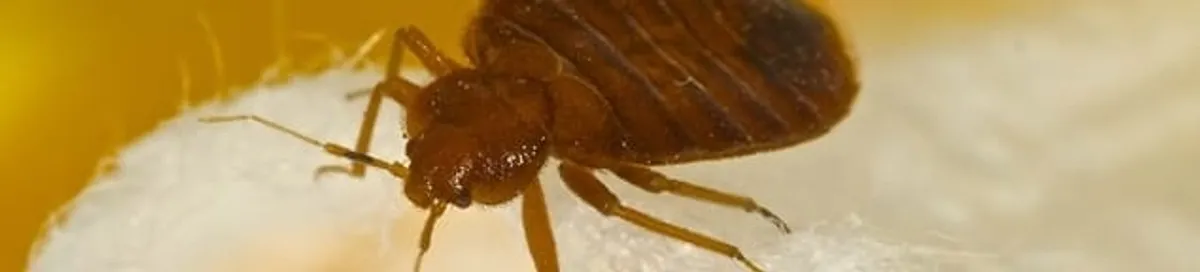 Close-up of a bed bug, a sign of an active infestation in Long Beach, CA