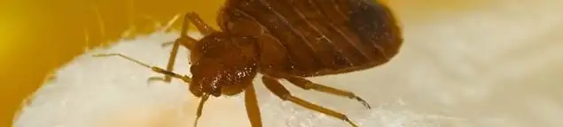 Close-up of a bed bug, a sign of an active infestation in Long Beach, CA