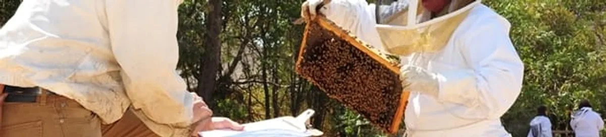 Bee removal specialists relocating a hive and honeycomb safely in Long Beach, CA