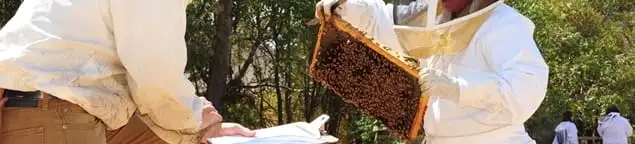 Bee removal specialists relocating a hive and honeycomb safely in Long Beach, CA