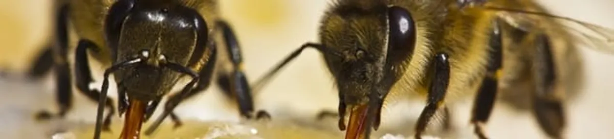 Close-up of honey bees, a sign of a nearby hive in Long Beach, CA