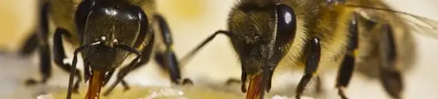 Close-up of honey bees, a sign of a nearby hive in Long Beach, CA