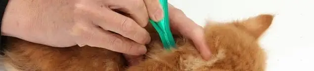 Flea treatment for pets using a flea comb, a sign of flea problems in Long Beach, CA