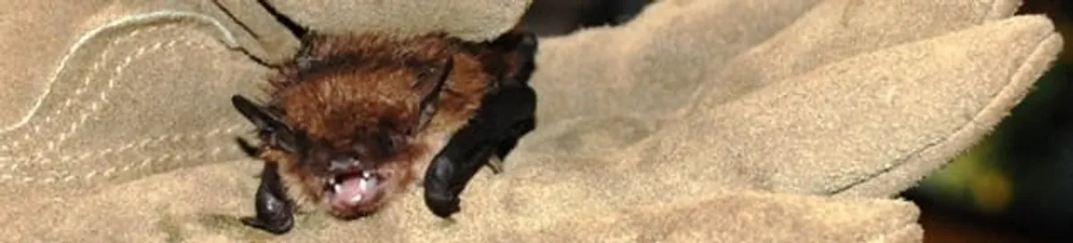 Bat removal specialist holding a bat safely during humane exclusion in Long Beach, CA