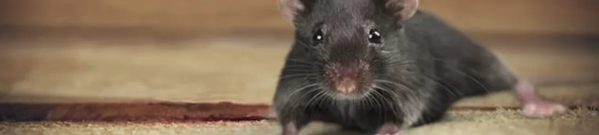 Mouse indoors, a common sign of a rodent infestation in Long Beach, CA