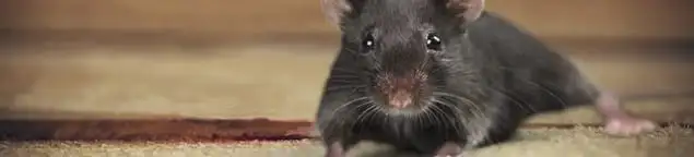 Mouse indoors, a common sign of a rodent infestation in Long Beach, CA