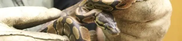 Snake removal specialist safely handling a snake with protective gloves in Long Beach, CA