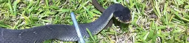 Snake in a yard, a common sign of a snake problem near a home in Long Beach, CA