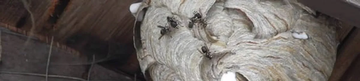Close-up of a wasp nest with active wasps, a sign of an infestation in Long Beach, CA