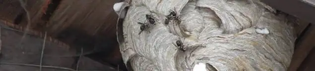 Close-up of a wasp nest with active wasps, a sign of an infestation in Long Beach, CA